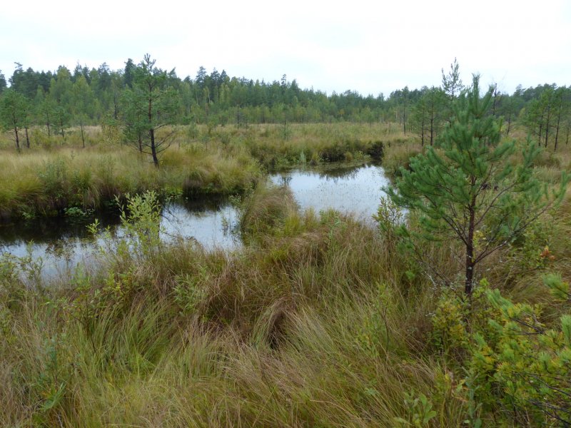 Эстония болото