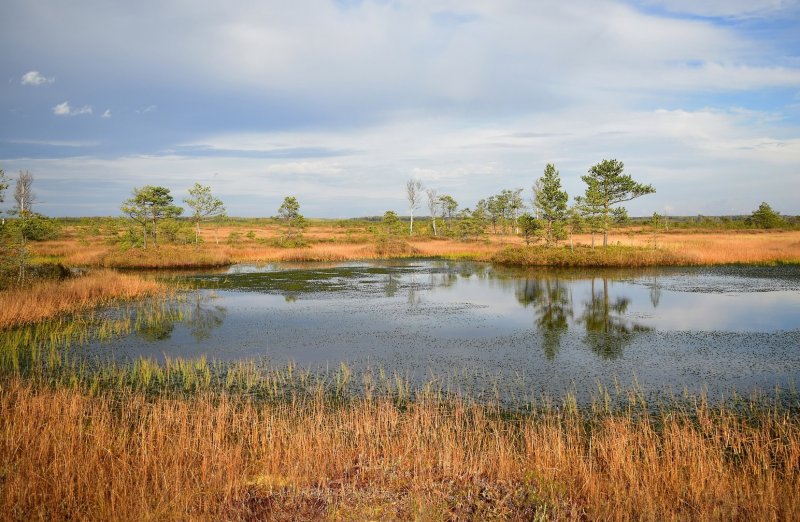 Черноольховые болота Ленинградской области