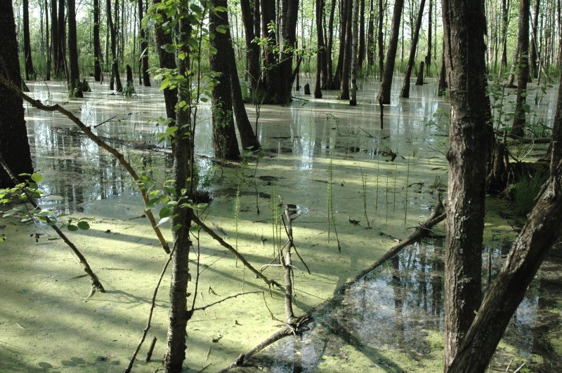 Зловонное болото