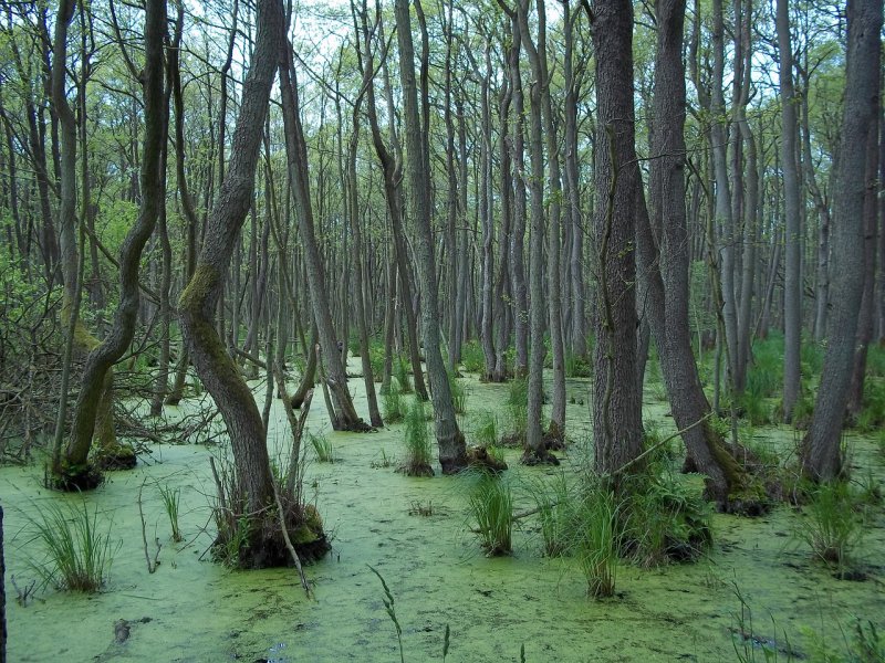 Лупишкинское болото Тульская область