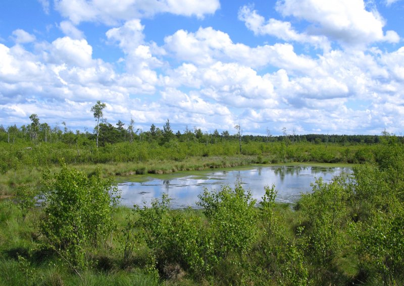 Мезотрофные болота Западной Сибири