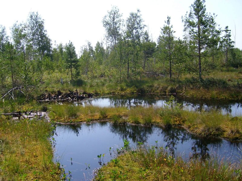 Мещёрский национальный парк болота
