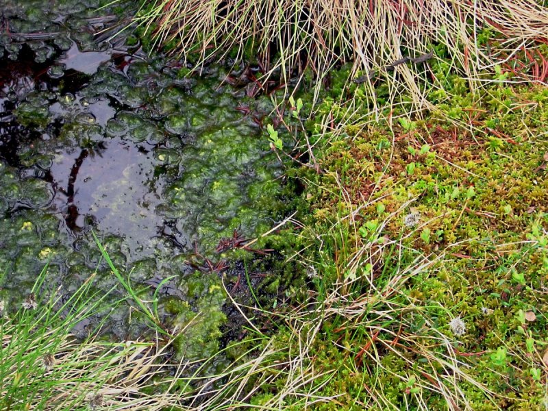 Олиготрофное сфагновое болото