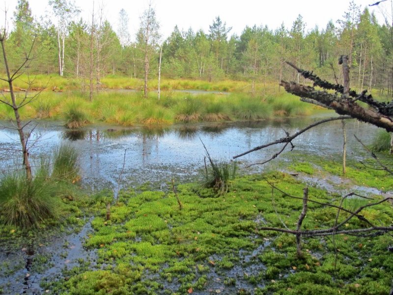 Таменгонтское болото