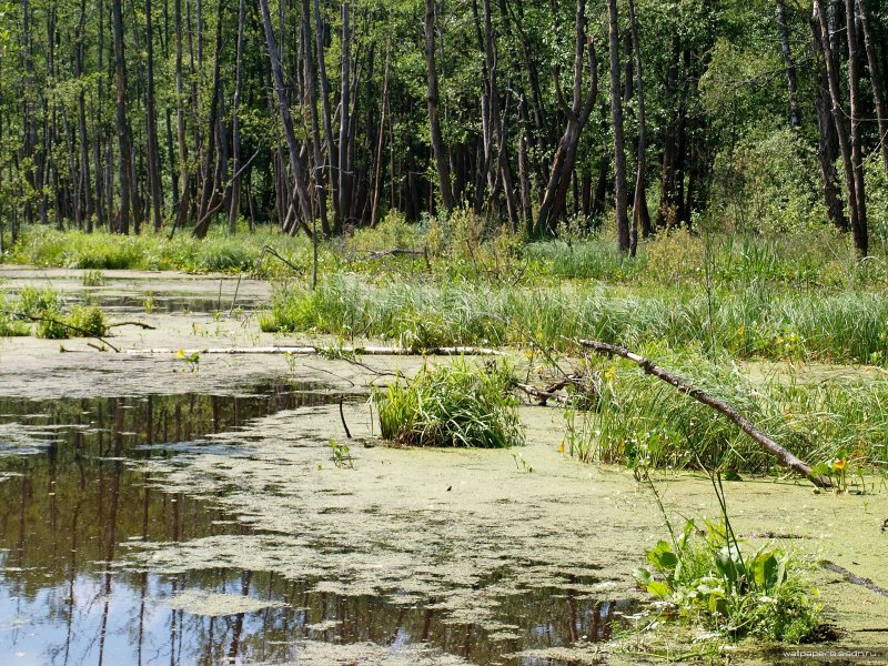 Плоскобугристые болота