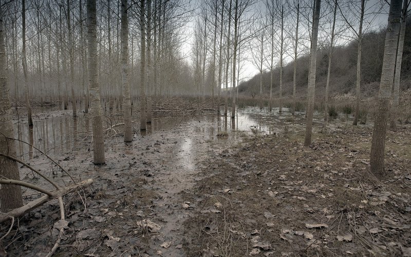Грязное болото в лесу