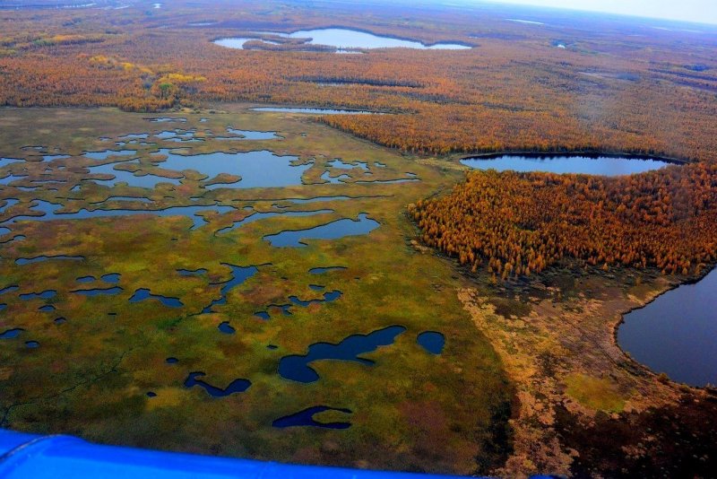 Васюганских болотах в Западной Сибири