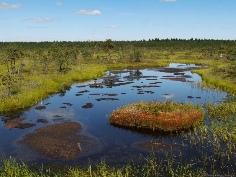 Низинные торфяные болота Псков
