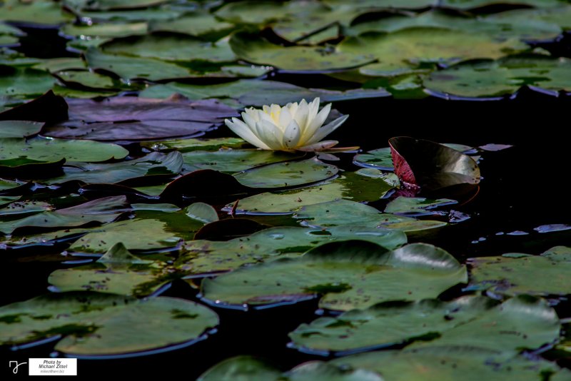 Лилии в озере Хевиз