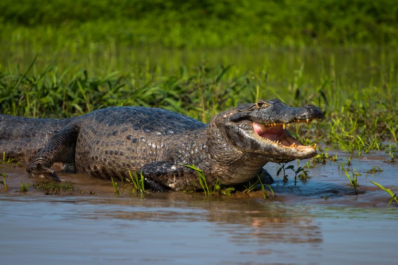 Крокодилы заповедника Пантанал