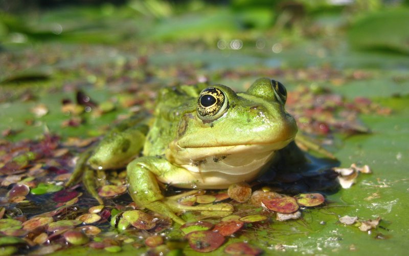 Земноводные животные лягушка жаба