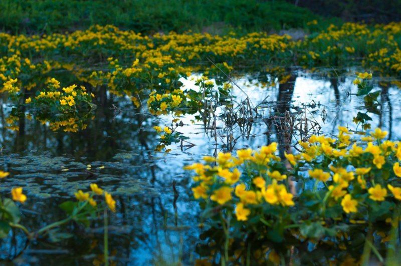 Цветущее болото