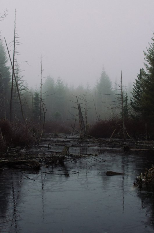 Темное болото