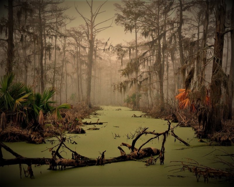 Доброе болото в лесу арт