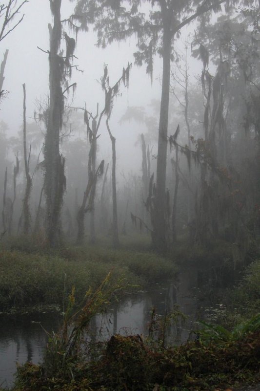 Туманный лес Слизерин
