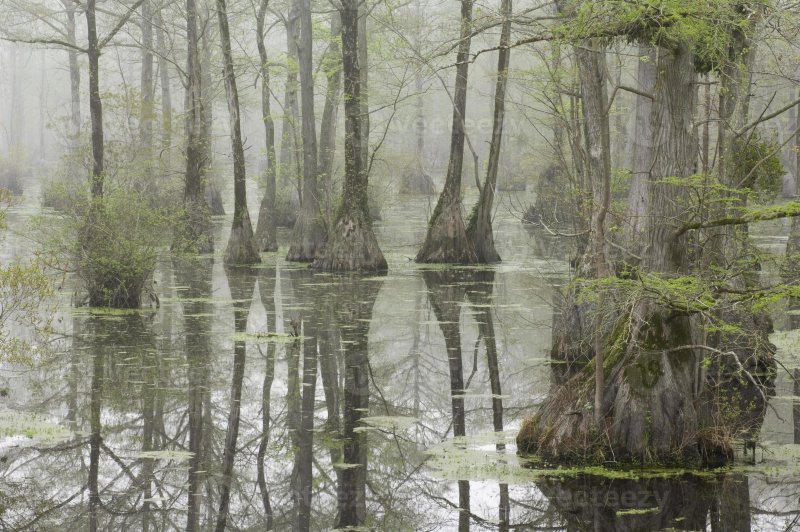 Луизиана болота Эстетика