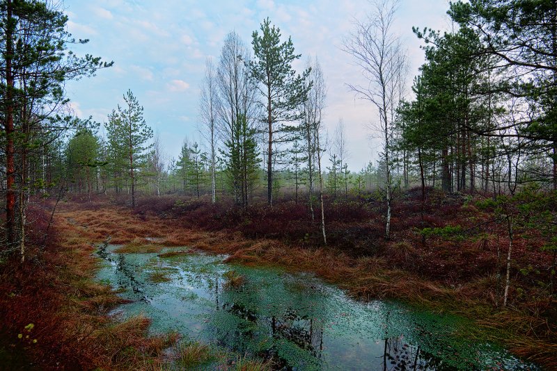 Низинные болота Вологодской области