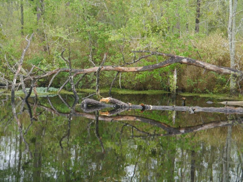 Великое мрачное болото штат Вирджиния США