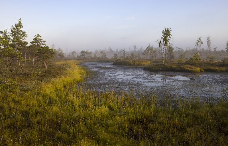Северная Каролина болота