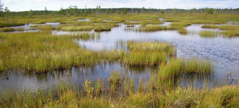 Большеситовское болото