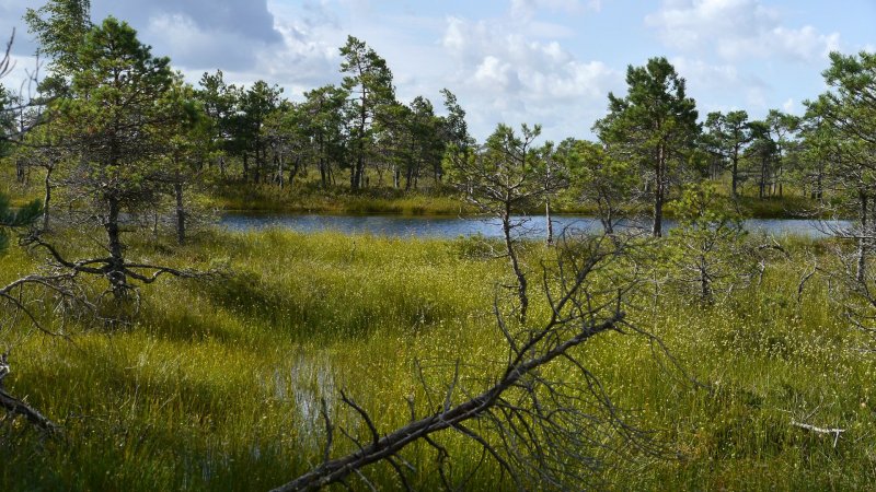 Припятские болота в Белоруссии