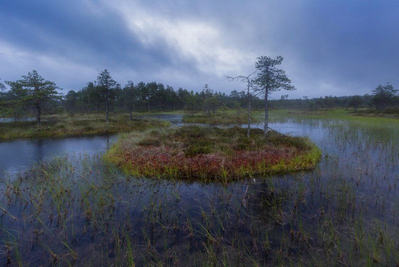Низинные болота Ленинградской области