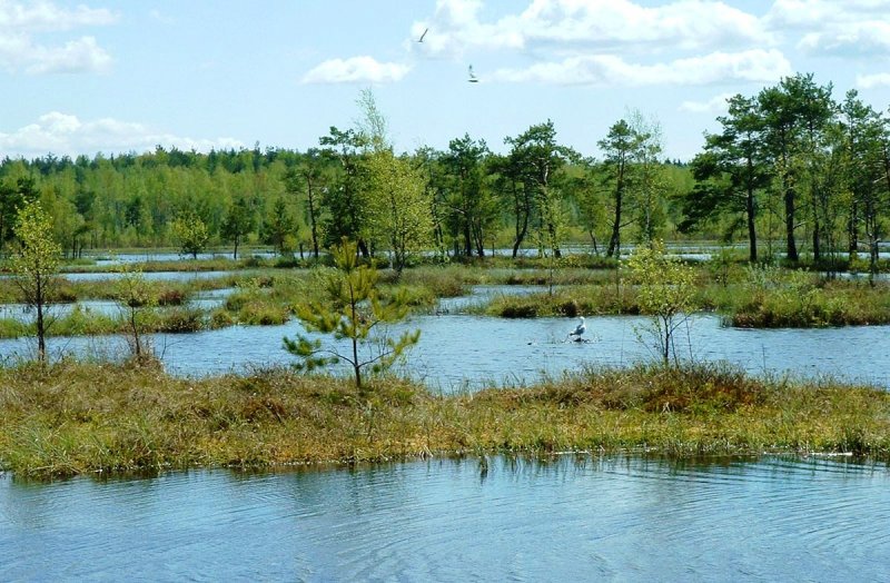 Воронцовское болото Тверская область