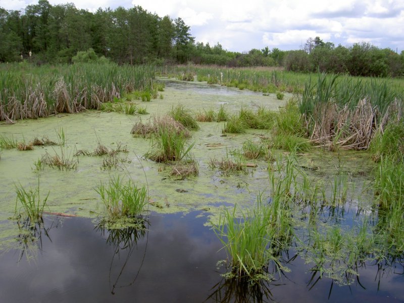 Торфяное болото «Соловьевское