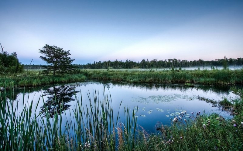 Фотоконкурс природа 2021 фото болота на Алтае,сделанное с дрона
