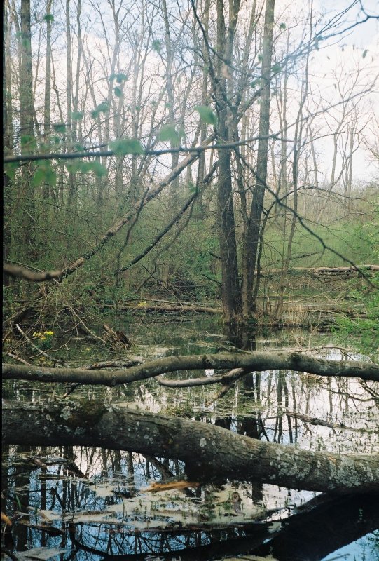 Нижегородские болота