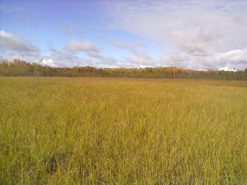 Антибесские болота Кемеровская