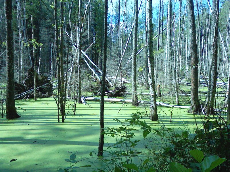 Леса Кировской области с болотами