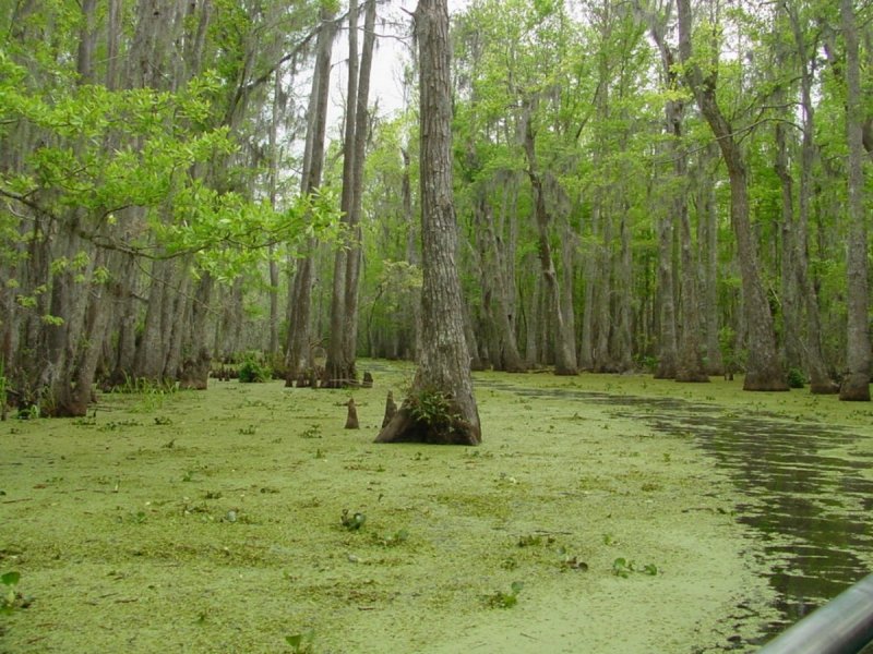 Гонтовое болото