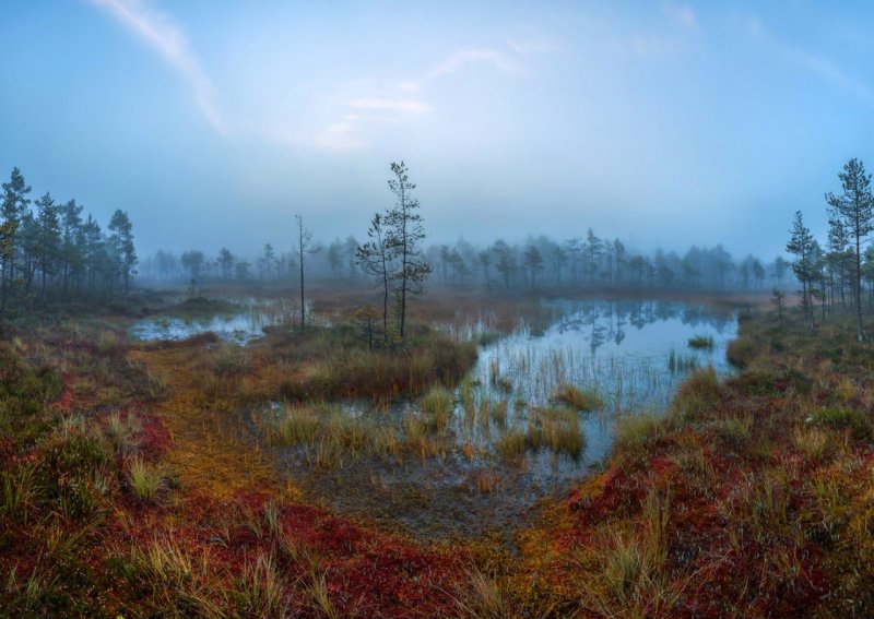 Низинные болота Ленинградской области
