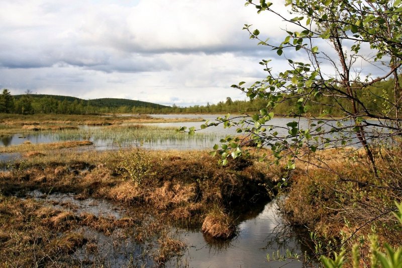 Олиготрофное болото