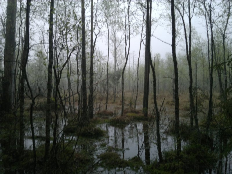 Страшный лес болото
