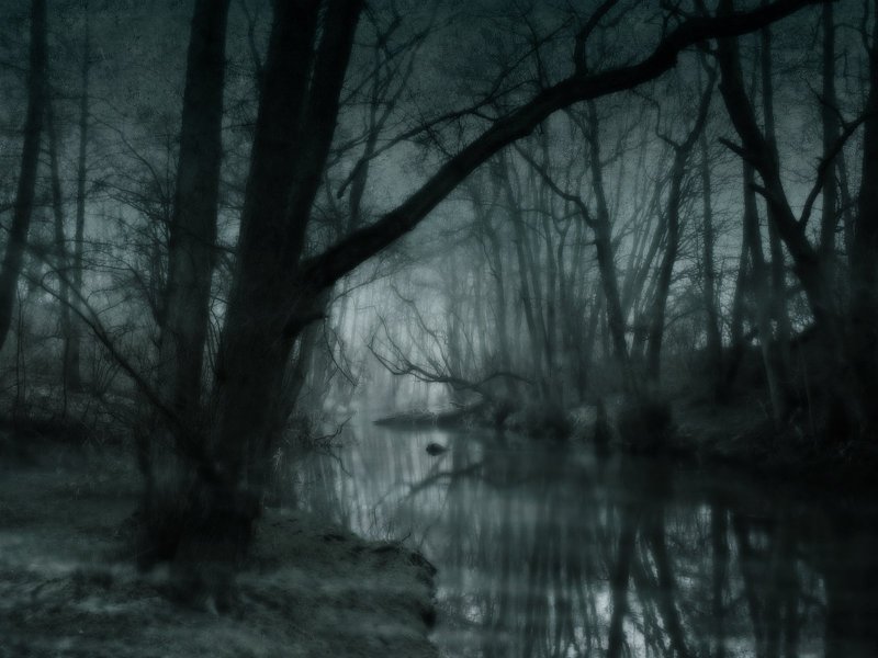 Темный лес с болотом