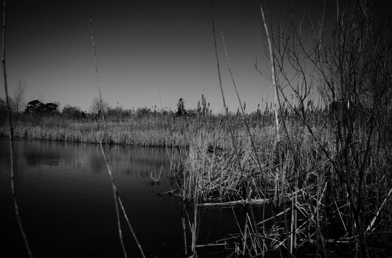 Мрачные болота