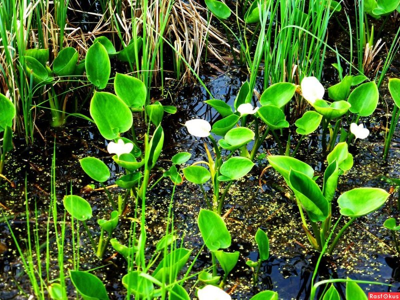 Белокрыльник растение на болоте