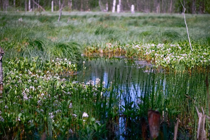 Болотистые болотные травы