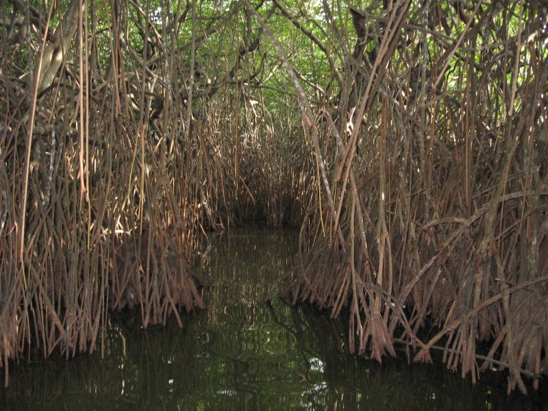 Остров Маргарита мангровые леса