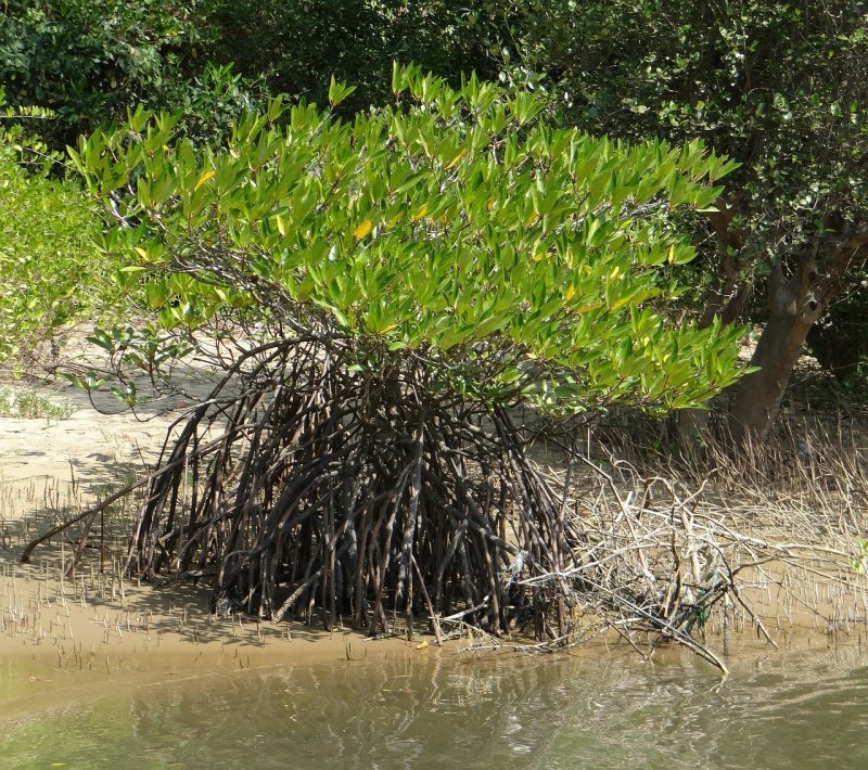 Плантации мангровых деревьев