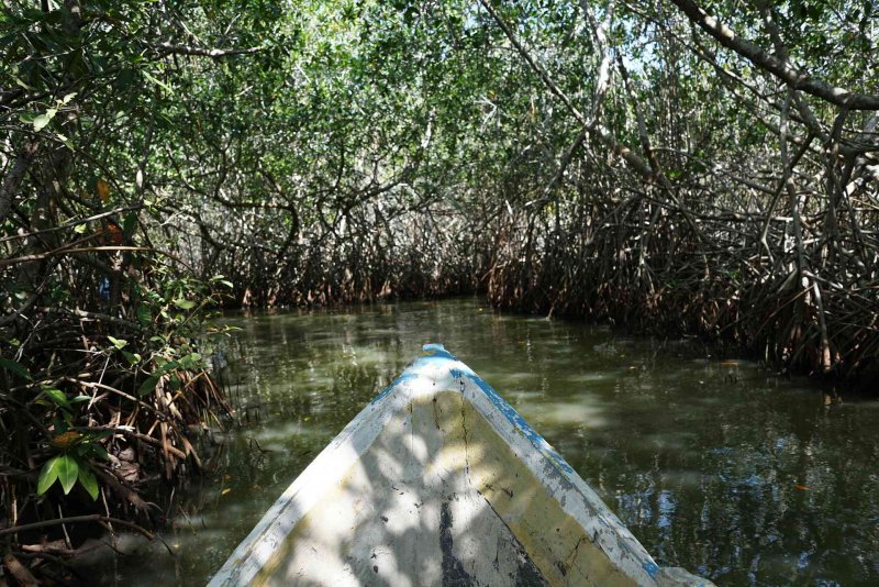 Калимантан мангровые леса