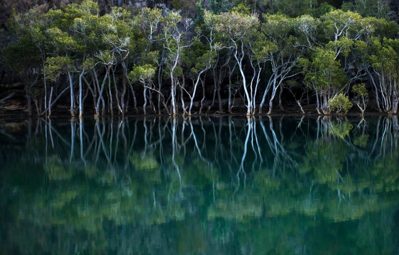 Мангровый лес в Австралии