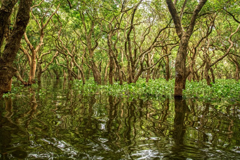 Индонезия мангровые заросли