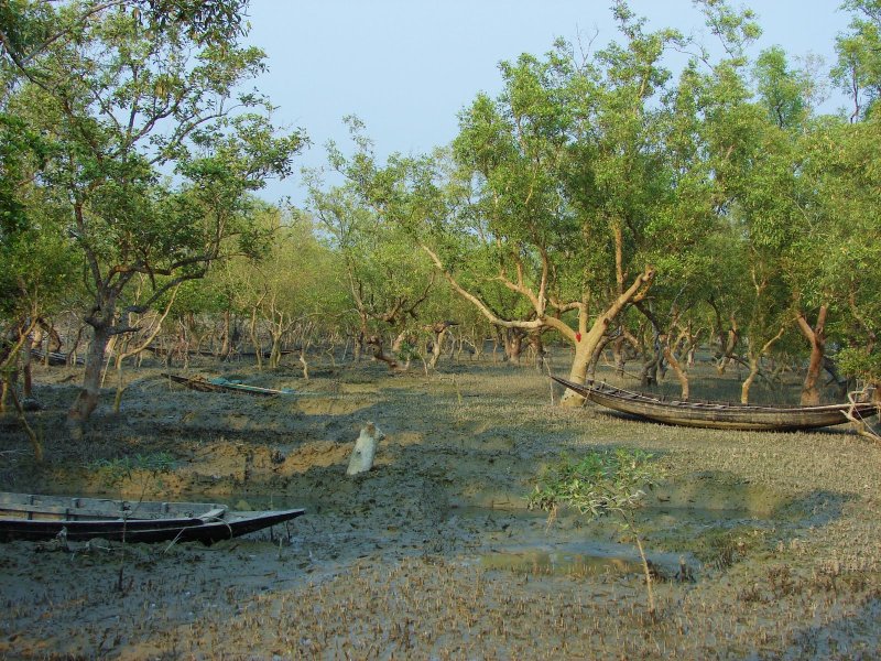 Мангровые болота паладинс