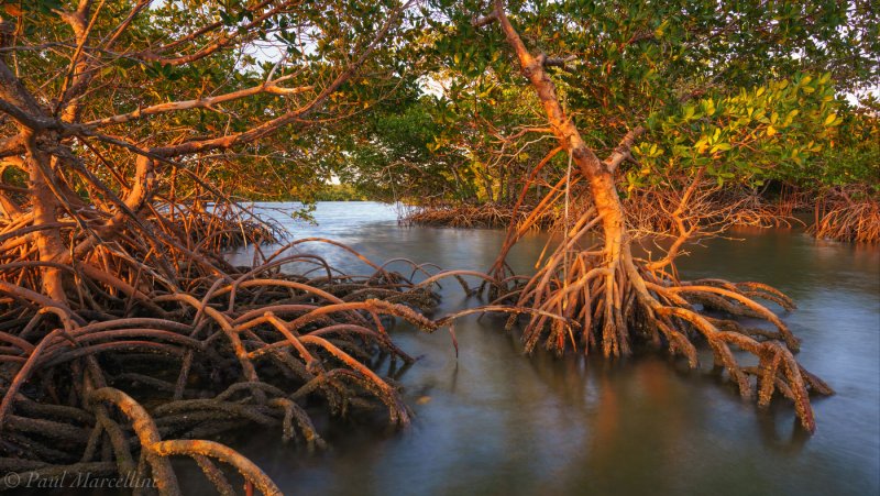 Восстановленные мангровые леса картинки