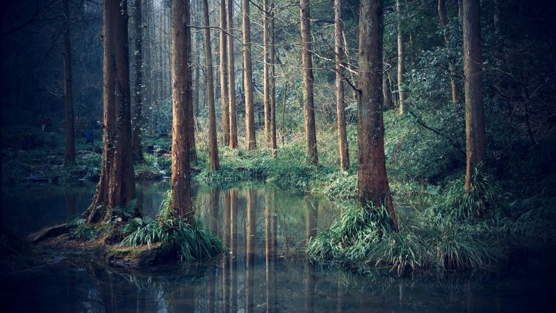 Лес на болоте