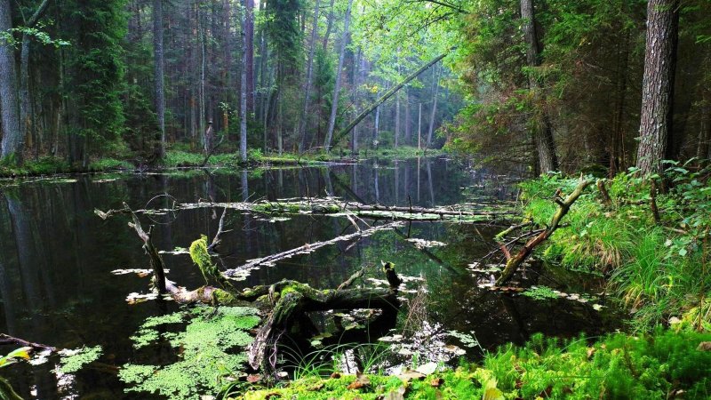 Баварский лес национальный парк болота