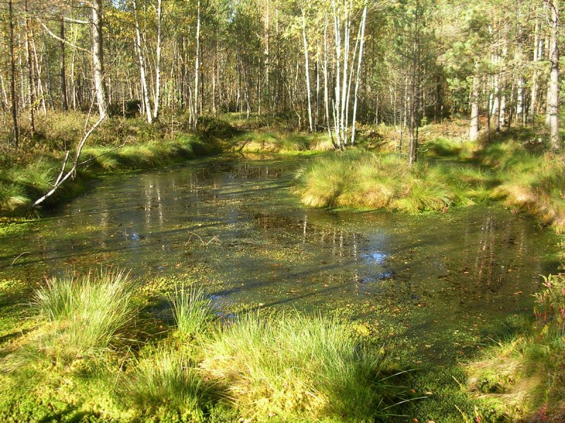 Лес болото Дубна